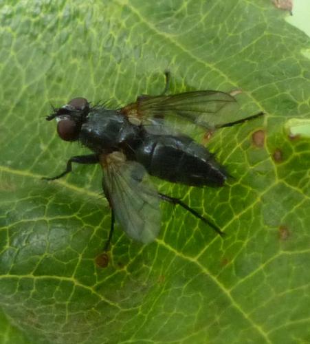 Réf. 238 732 : Paykullia maculata